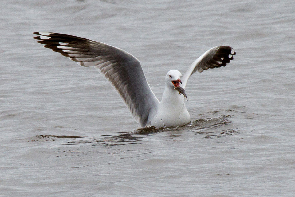 Silver Gull (Chroicocephalus novaehollandiae)